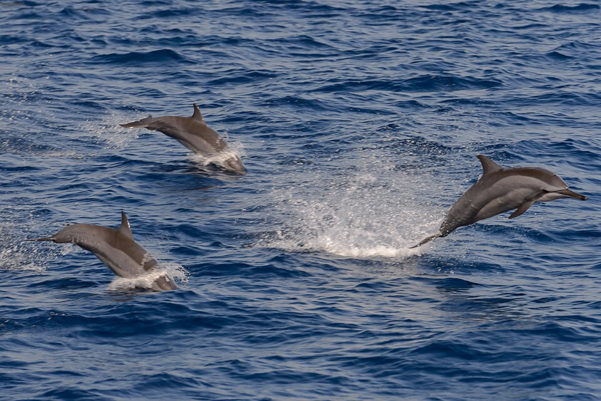 dolphins-maldives-1200x800