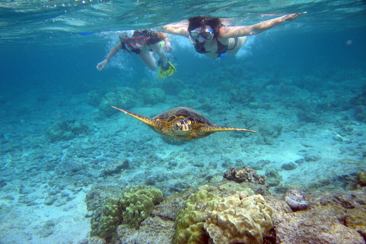 sea-turtle-snorkeling-1200x800